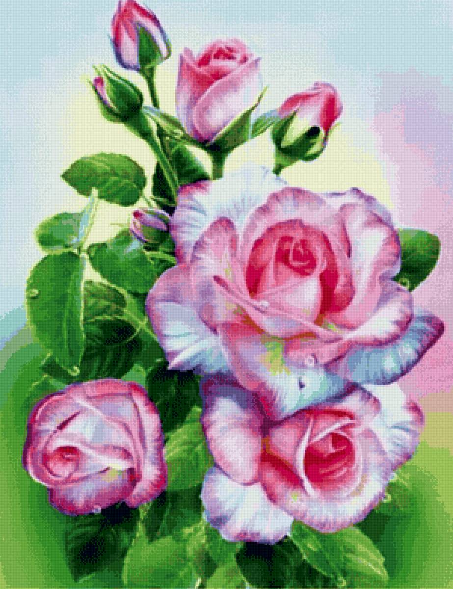 Букет роз - цветы, букет, розы - предпросмотр