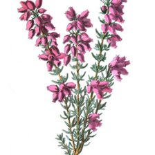 Схема вышивки «Вереск»