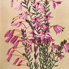 Схема вышивки «Вереск»