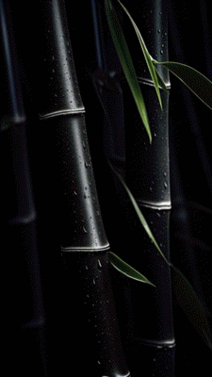 Чёрный бамбук - бамбук - предпросмотр