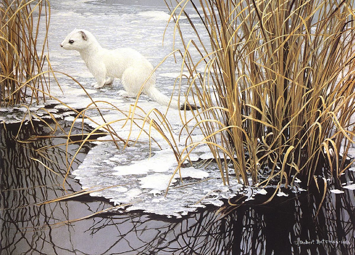 Горностай - роберт бейтман, зима, горностай - оригинал