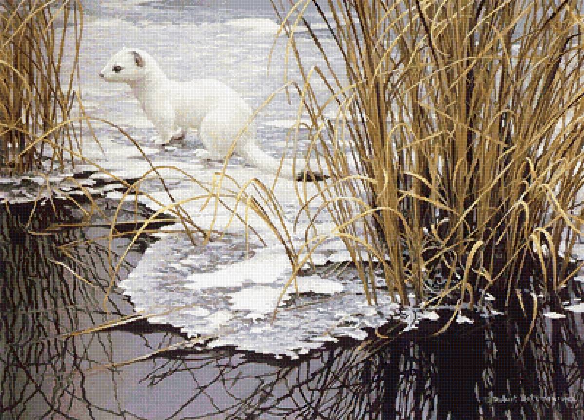 Горностай - роберт бейтман, горностай, зима - предпросмотр