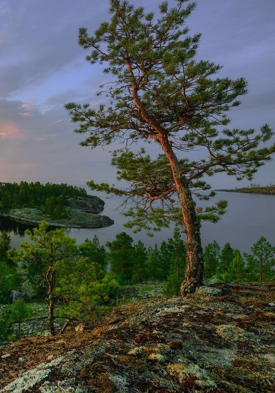 Сосна - пейзаж, дерево, сосна - оригинал