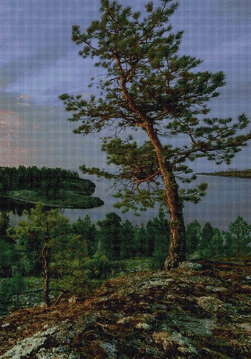 Сосна - дерево, сосна, пейзаж - предпросмотр