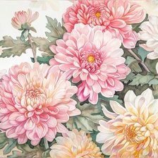 Хризантемы