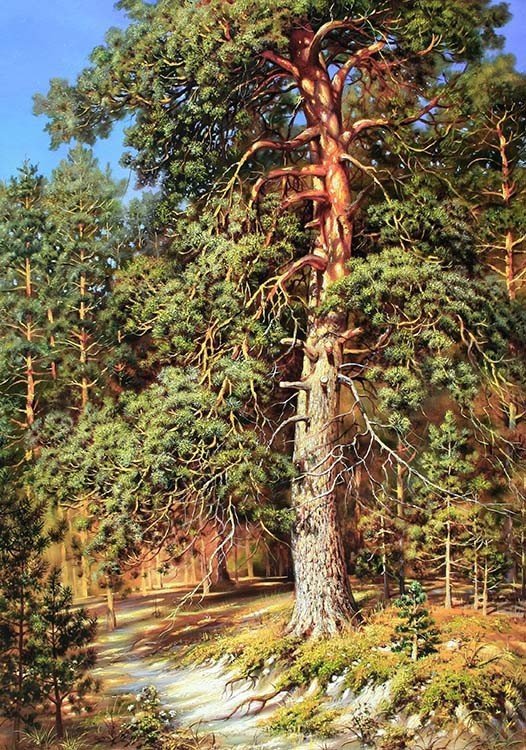 Сосна - лес, пейзаж, сосна, дерево - оригинал