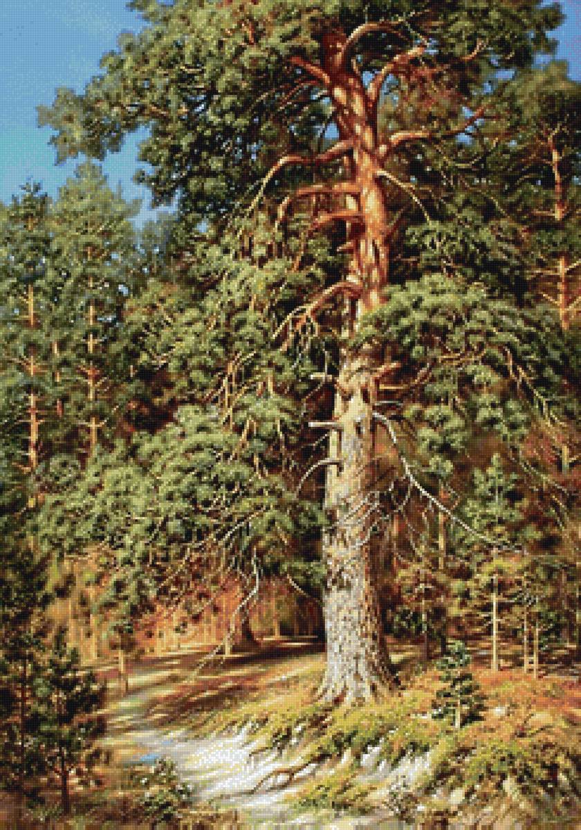 Сосна - сосна, лес, пейзаж, дерево - предпросмотр