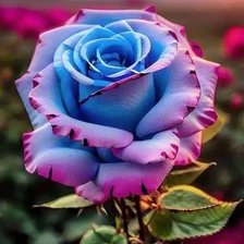 Схема вышивки «Роза»