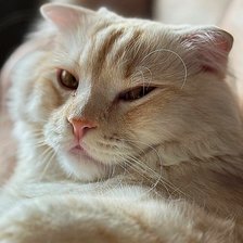 Схема вышивки «Буся»