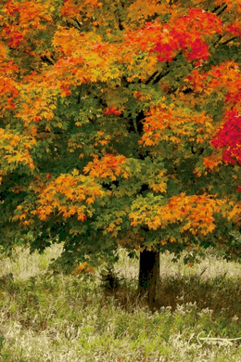 Осенний клён - осень - предпросмотр