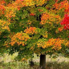 Осенний клён