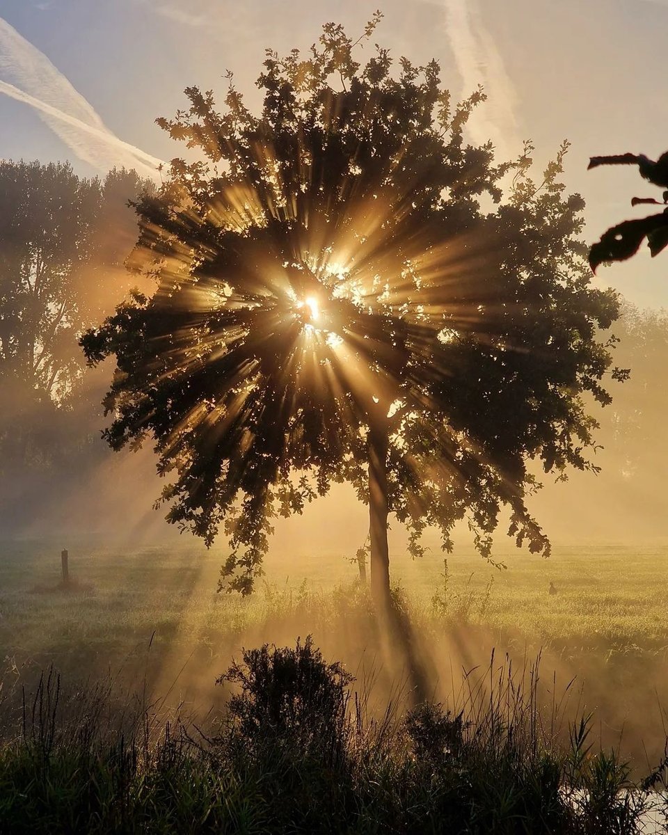 Закат - солнце, круг, закат, лучи, дерево - оригинал