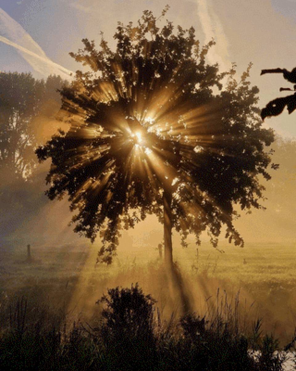 Закат - круг, закат, дерево, лучи, солнце - предпросмотр