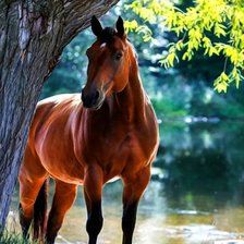 Схема вышивки «№2816429»