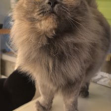 Схема вышивки «Аська»