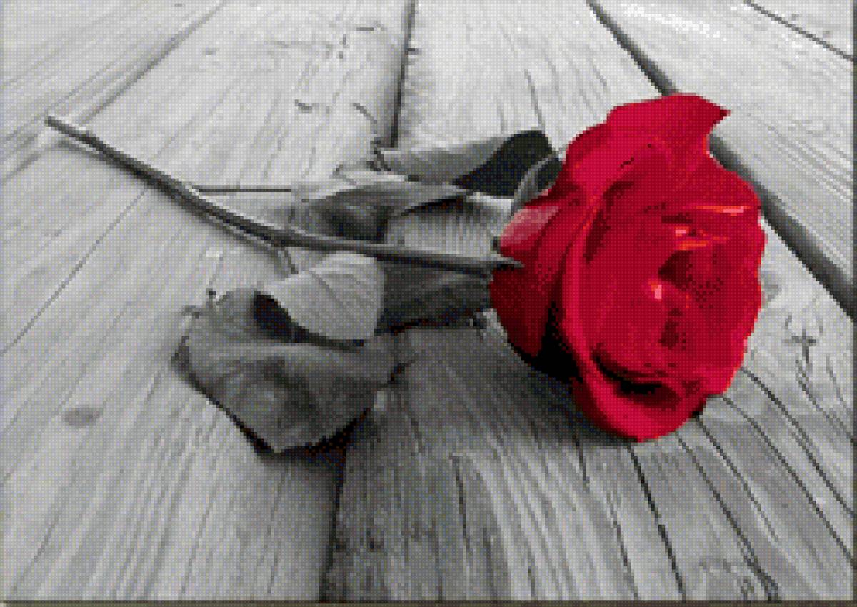 Роза ч/б - роза, ч б, монохром - предпросмотр