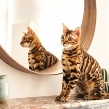 Схема вышивки «Бенгалка»