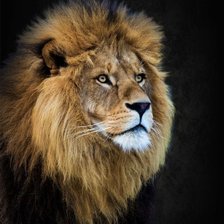 Схема вышивки «Лев»