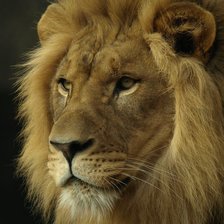 Схема вышивки «Лев»