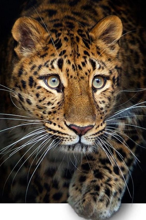 дикие - оригинал