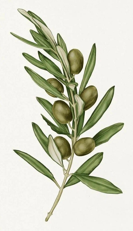 Олива - оригинал
