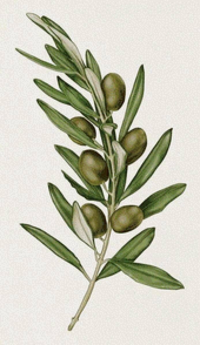 Олива - предпросмотр