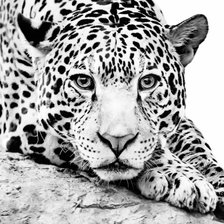 Схема вышивки «Леопард на рубашку»