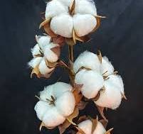 Схема вышивки «ветка хлопка»