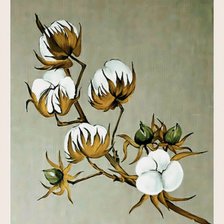 Схема вышивки «ветка хлопка»