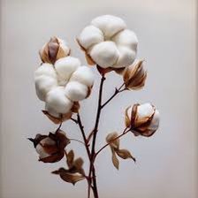 Схема вышивки «ветка хлопка»