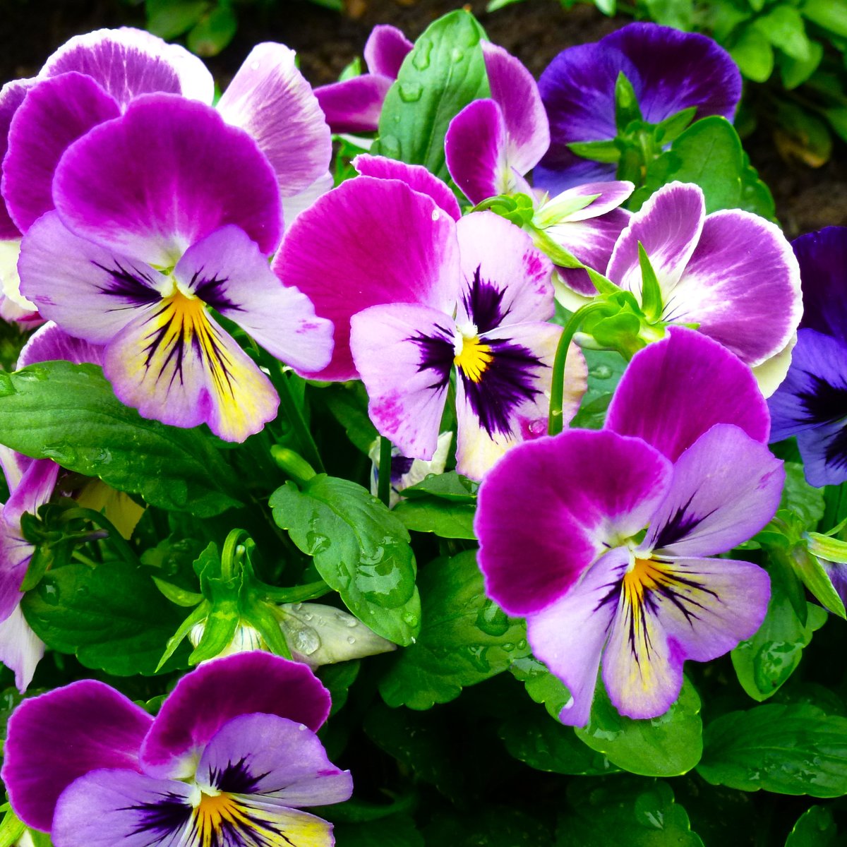 Виолы на подушку - цветы, виолы, подушка, анютины_глазки - оригинал