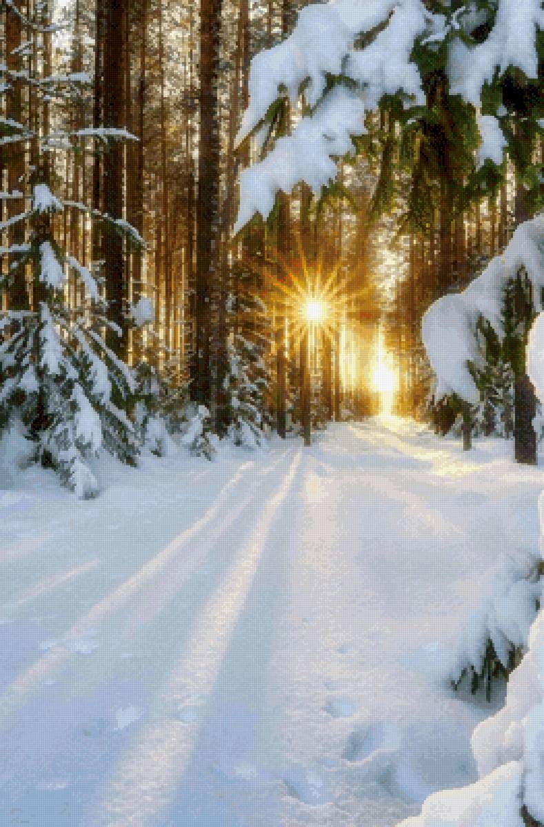 Утро в лесу - зима утро лес тишина - предпросмотр