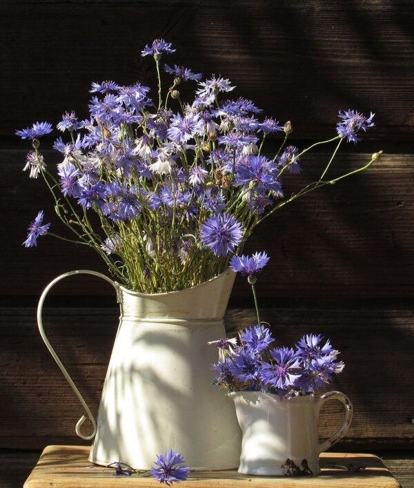 Букет васильки - цветы васильки букет - оригинал