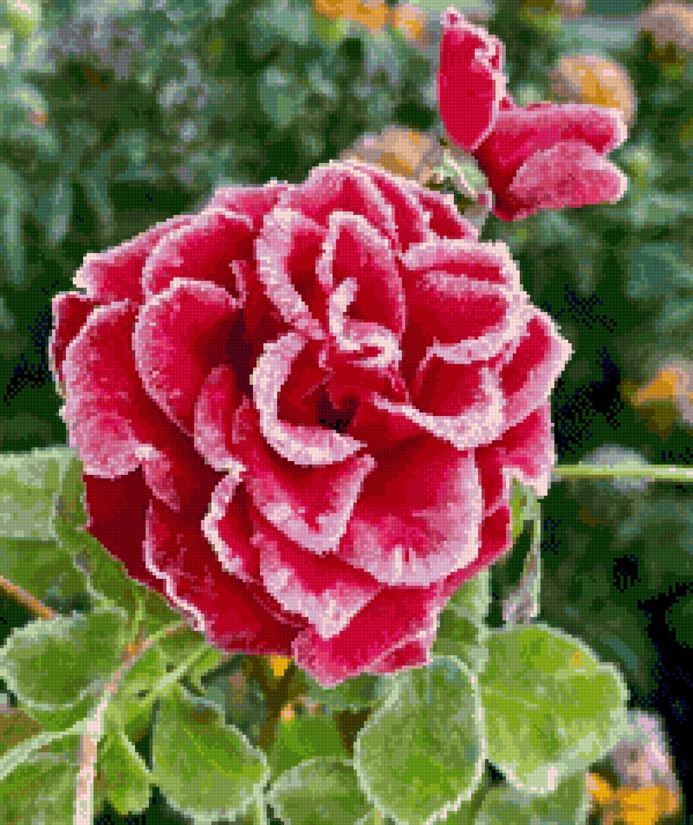 Роза в инее - роза, заморозки, цветок - предпросмотр