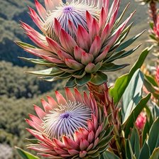 Схема вышивки «Прекрасная протея»