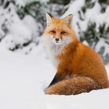 Схема вышивки «лисичка»