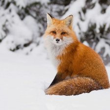 Схема вышивки «лисичка2»