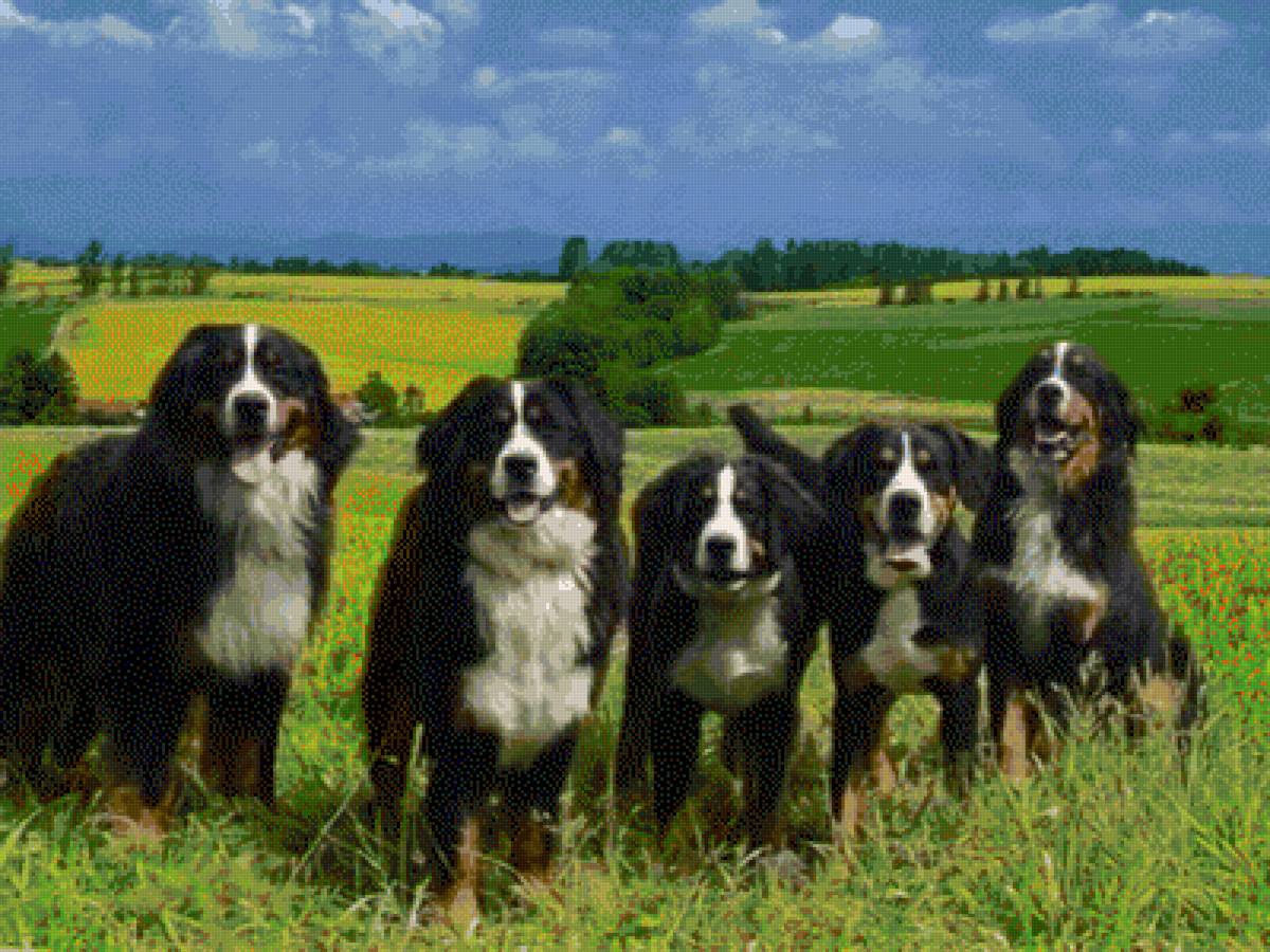 Бернские зенненхунды - собаки - предпросмотр