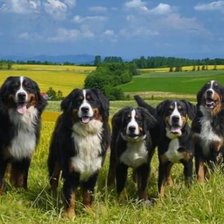 Схема вышивки «Бернские зенненхунды»