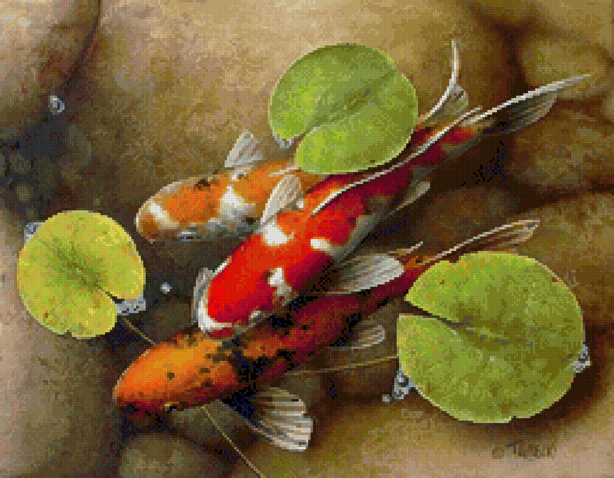 карпы - предпросмотр