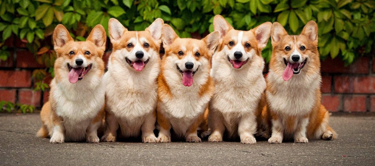 Корги - собаки - оригинал