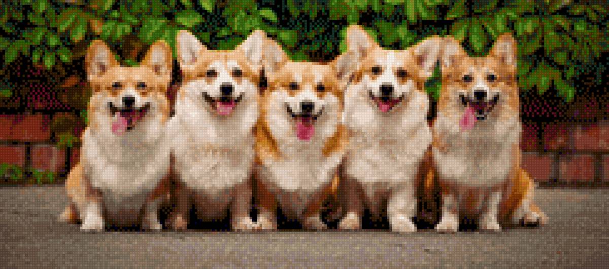 Корги - собаки - предпросмотр