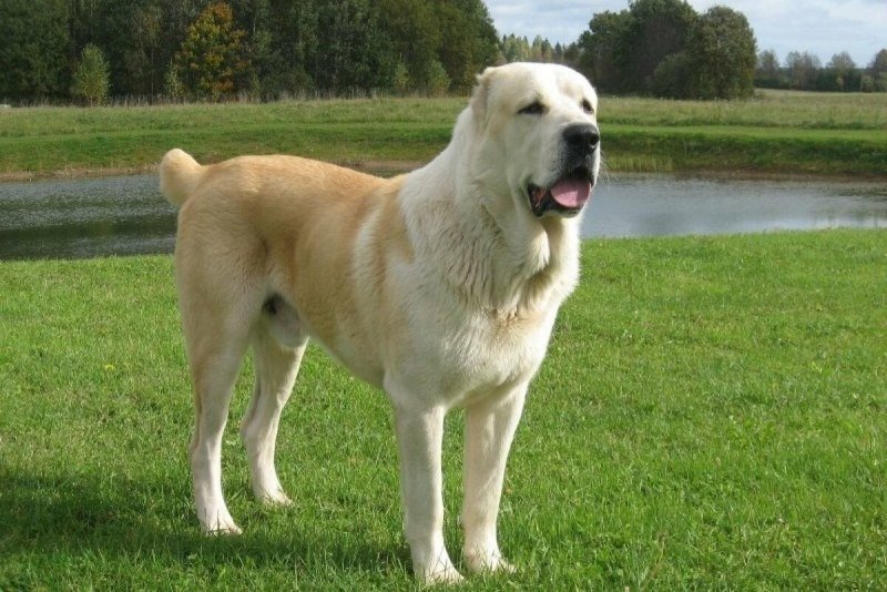 Алабай - собаки - оригинал