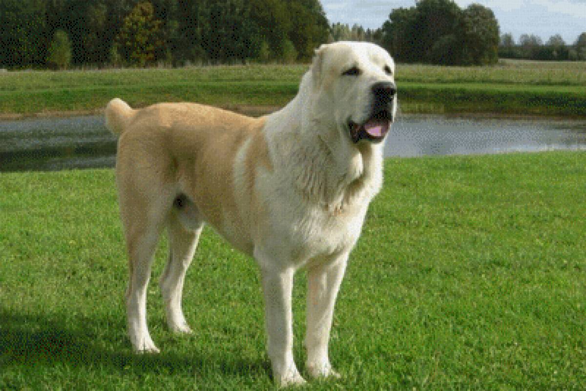 Алабай отредактированное - предпросмотр