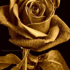 Схема вышивки «золотая роза»