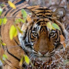 Схема вышивки «№2826648»