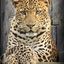 Схема вышивки «№2826878»