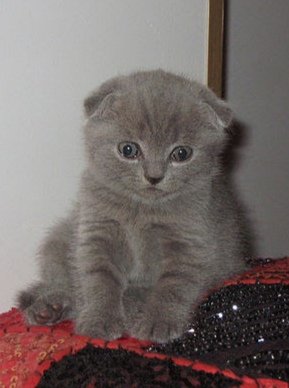 Степашка. - кот, британец вислоухий., котенок - оригинал