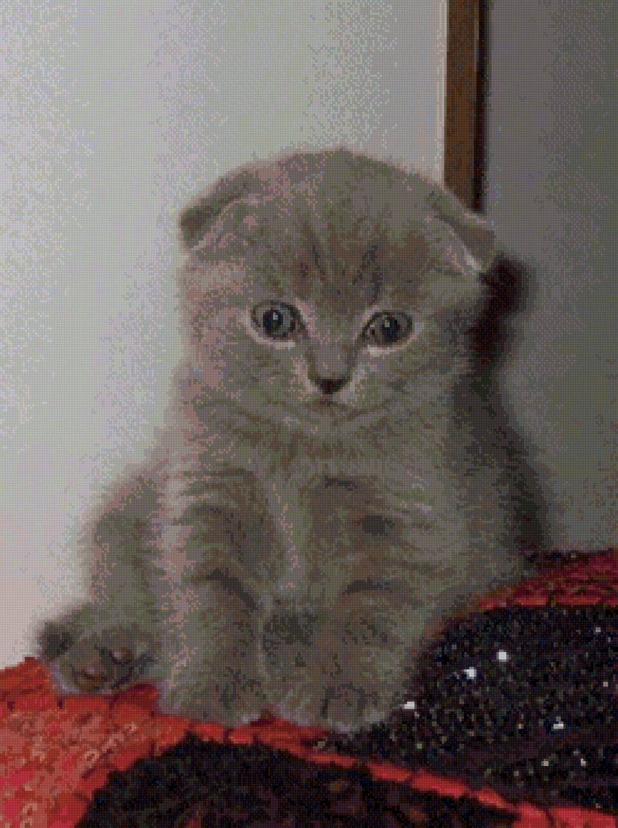 Степашка. - кот, котенок, британец вислоухий. - предпросмотр