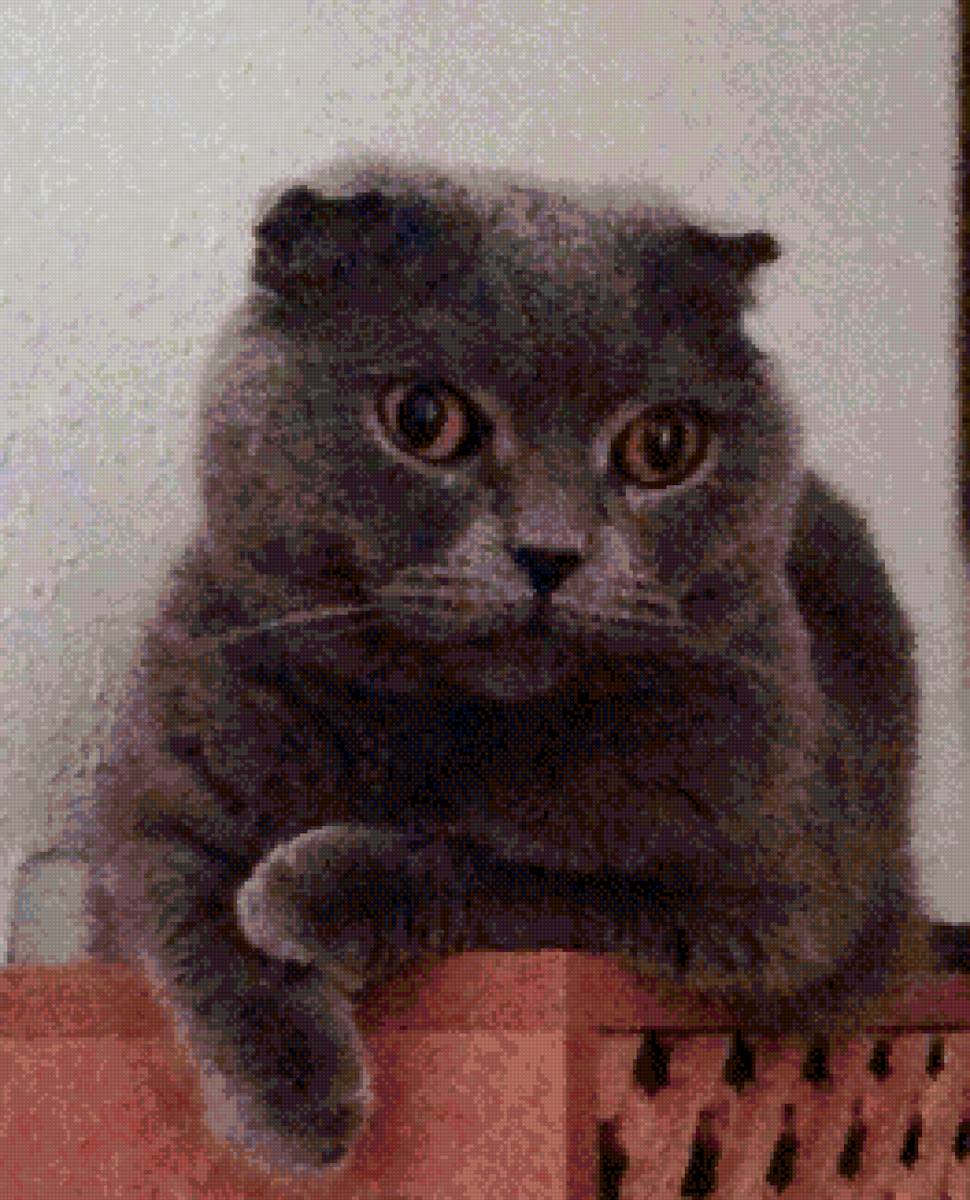 Степашка - котенок, британец вислоухий., кот - предпросмотр